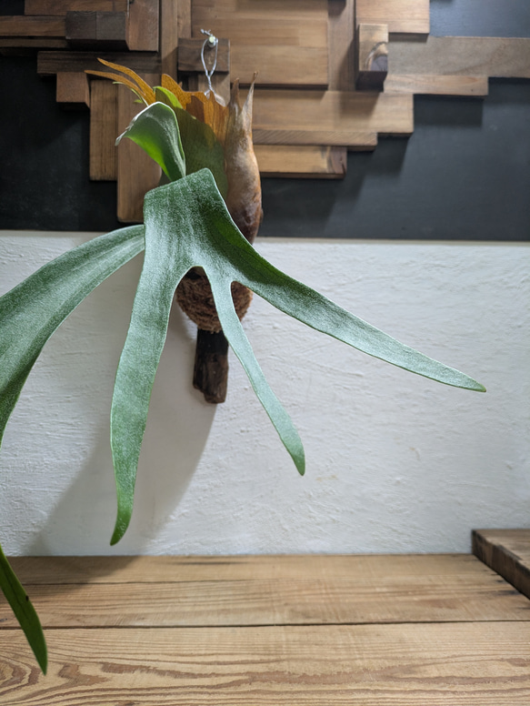 【送料無料】プラティセリウム アルシコルネ［流木付・現品限り］【着生植物】（ビカクシダ・コウモリラン） 2枚目の画像