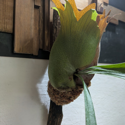 【送料無料】プラティセリウム アルシコルネ［流木付・現品限り］【着生植物】（ビカクシダ・コウモリラン） 4枚目の画像