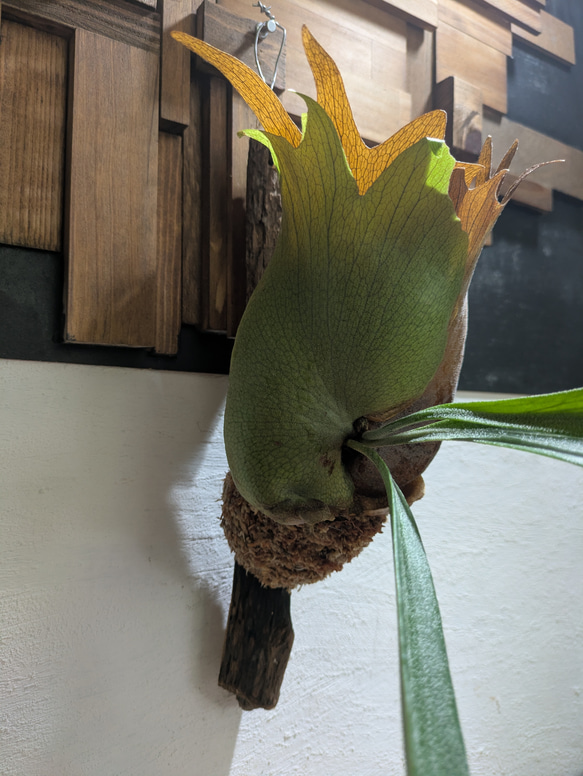 【送料無料】プラティセリウム アルシコルネ［流木付・現品限り］【着生植物】（ビカクシダ・コウモリラン） 4枚目の画像