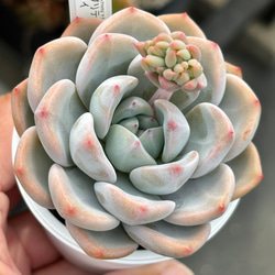 特価 エケベリア カンテ 500粒 ケーレス 種子 実生 原種 種子] エケベリア カンテ Echeveria cante | 多肉植物 女王 希少品種