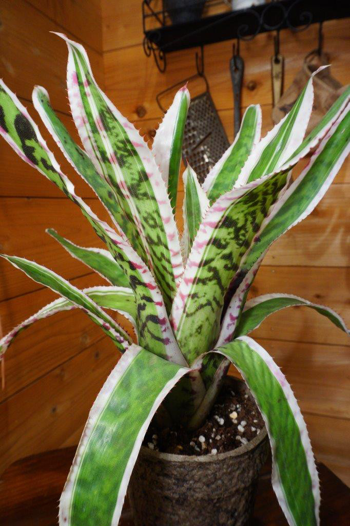 ＊エクメア・オーランディアナ・エンサイン＊　＊観葉植物＊　＊タンクブロメリア＊　＊希少＊