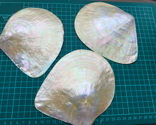 白蝶貝 自然貝殻 3枚セット 置物 小物入れ お皿 アクセサリー素材 など