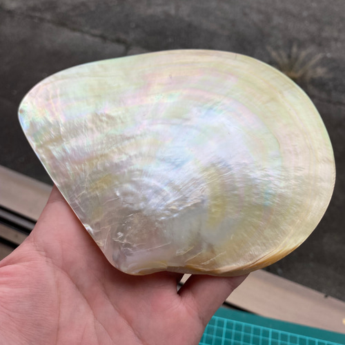 白蝶貝 自然貝殻 3枚セット 置物 小物入れ お皿 アクセサリー素材 など