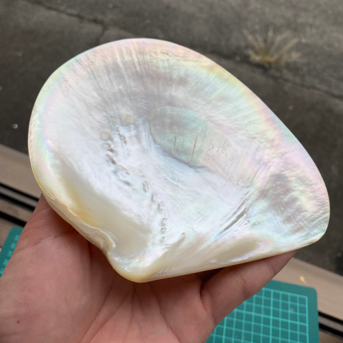 白蝶貝 自然貝殻 3枚セット 置物 小物入れ お皿 アクセサリー素材 など