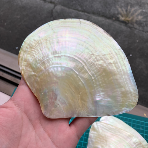 白蝶貝 自然貝殻 3枚セット 置物 小物入れ お皿 アクセサリー素材 など