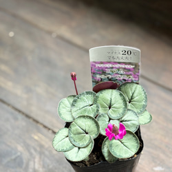 夏蔦　山採り Bonsai diary】 Naturl Bonsai 夏蔦（ナツヅタ）を山採りしてミニ盆栽