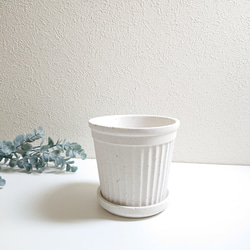 ●少数限定●　丸いトピアリー　”キンメツゲ・金芽柘植　ホワイト鉢/受け皿セット"　観葉植物　インテリア　おしゃれ　ギフト 7枚目の画像