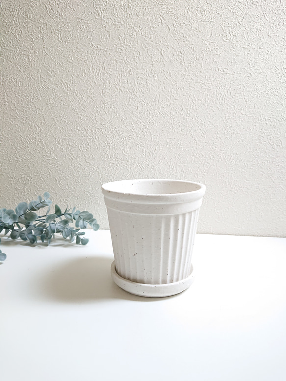 ●少数限定●　丸いトピアリー　”キンメツゲ・金芽柘植　ホワイト鉢/受け皿セット"　観葉植物　インテリア　おしゃれ　ギフト 7枚目の画像