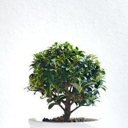 ●少数限定●　丸いトピアリー　”キンメツゲ・金芽柘植　ホワイト鉢/受け皿セット"　観葉植物　インテリア　おしゃれ　ギフト 3枚目の画像