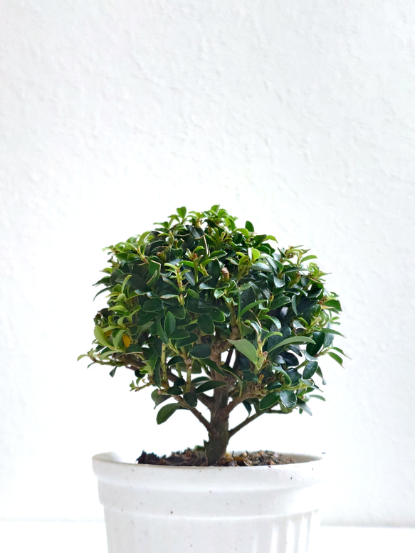 ●少数限定●　丸いトピアリー　”キンメツゲ・金芽柘植　ホワイト鉢/受け皿セット"　観葉植物　インテリア　おしゃれ　ギフト 3枚目の画像