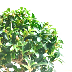 ●少数限定●　丸いトピアリー　”キンメツゲ・金芽柘植　ホワイト鉢/受け皿セット"　観葉植物　インテリア　おしゃれ　ギフト 4枚目の画像