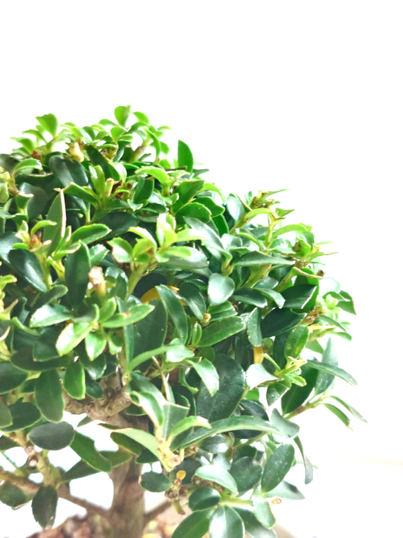 ●少数限定●　丸いトピアリー　”キンメツゲ・金芽柘植　ホワイト鉢/受け皿セット"　観葉植物　インテリア　おしゃれ　ギフト 4枚目の画像