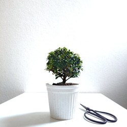 ●少数限定●　丸いトピアリー　”キンメツゲ・金芽柘植　ホワイト鉢/受け皿セット"　観葉植物　インテリア　おしゃれ　ギフト 1枚目の画像