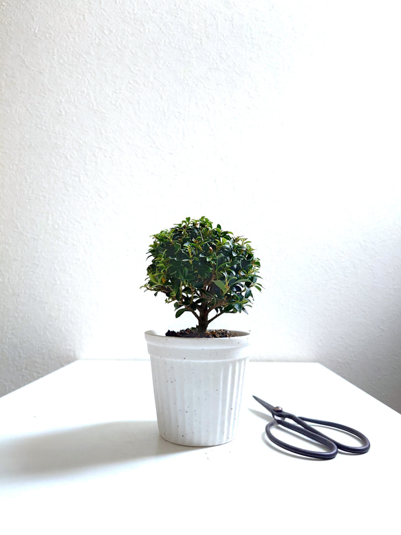 ●少数限定●　丸いトピアリー　”キンメツゲ・金芽柘植　ホワイト鉢/受け皿セット"　観葉植物　インテリア　おしゃれ　ギフト 1枚目の画像