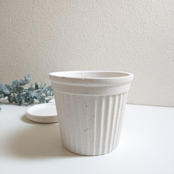 ●少数限定●　丸いトピアリー　”キンメツゲ・金芽柘植　ホワイト鉢/受け皿セット"　観葉植物　インテリア　おしゃれ　ギフト 8枚目の画像