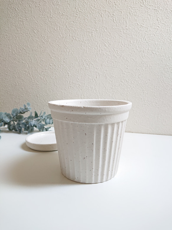 ●少数限定●　丸いトピアリー　”キンメツゲ・金芽柘植　ホワイト鉢/受け皿セット"　観葉植物　インテリア　おしゃれ　ギフト 8枚目の画像