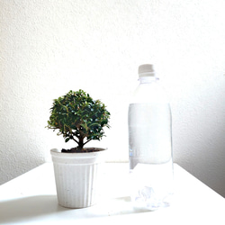 ●少数限定●　丸いトピアリー　”キンメツゲ・金芽柘植　ホワイト鉢/受け皿セット"　観葉植物　インテリア　おしゃれ　ギフト 5枚目の画像