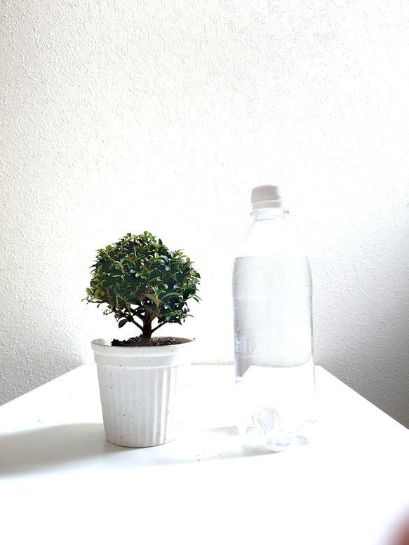 ●少数限定●　丸いトピアリー　”キンメツゲ・金芽柘植　ホワイト鉢/受け皿セット"　観葉植物　インテリア　おしゃれ　ギフト 5枚目の画像