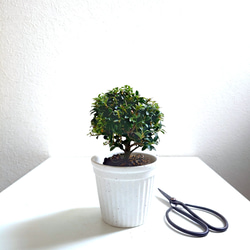 ●少数限定●　丸いトピアリー　”キンメツゲ・金芽柘植　ホワイト鉢/受け皿セット"　観葉植物　インテリア　おしゃれ　ギフト 2枚目の画像