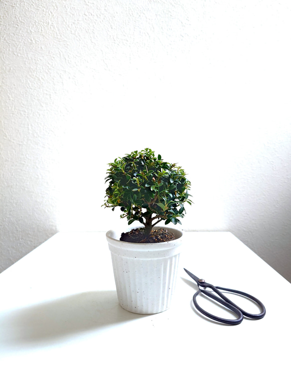 ●少数限定●　丸いトピアリー　”キンメツゲ・金芽柘植　ホワイト鉢/受け皿セット"　観葉植物　インテリア　おしゃれ　ギフト 2枚目の画像