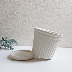 ●少数限定●　丸いトピアリー　”キンメツゲ・金芽柘植　ホワイト鉢/受け皿セット"　観葉植物　インテリア　おしゃれ　ギフト 9枚目の画像