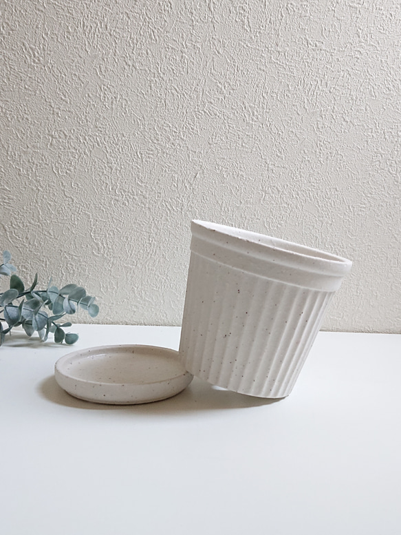 ●少数限定●　丸いトピアリー　”キンメツゲ・金芽柘植　ホワイト鉢/受け皿セット"　観葉植物　インテリア　おしゃれ　ギフト 9枚目の画像