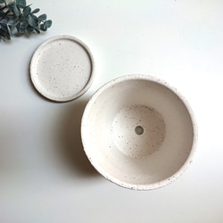 ●少数限定●　丸いトピアリー　”キンメツゲ・金芽柘植　ホワイト鉢/受け皿セット"　観葉植物　インテリア　おしゃれ　ギフト 10枚目の画像