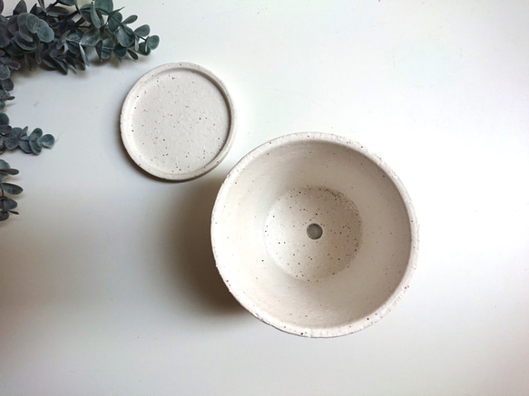 ●少数限定●　丸いトピアリー　”キンメツゲ・金芽柘植　ホワイト鉢/受け皿セット"　観葉植物　インテリア　おしゃれ　ギフト 10枚目の画像