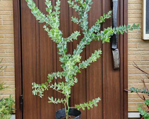 ボリューミー　パールアカシア　7寸ポット苗　ミモザ　庭木 ボリューミー パールアカシア 7寸ポット苗 ミモザ 庭木 ボリューミー