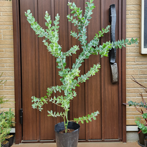 パールアカシア　大きめ7号ポット苗W　ミモザ　オージープランツ　植栽 ボリューム株 パールアカシア 7号ポット苗45 ミモザ苗 オージー