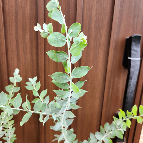 パールアカシア　大きめ7号ポット苗W　ミモザ　オージープランツ　植栽 パールアカシア 大きめ7号ポット苗R ミモザ オージープランツ 植栽