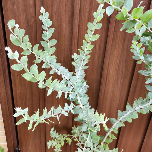 ボリューム株 パールアカシア 7号ポット苗45 ミモザ苗 オージー