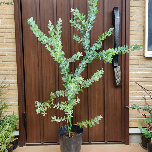 ボリューム美樹形　パールアカシア　鉢植え　２本立ち　ミモザ　苗　オージープランツ ボリューム美樹形 パールアカシア 鉢植え 2本立ち ミモザ 苗 オージー