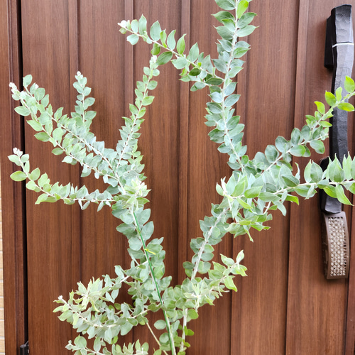 ボリューム株 パールアカシア 7号ポット苗45 ミモザ苗 オージー