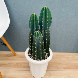 現品］31番 柱サボテン 鬼面角 ブランチ 8号 観葉植物 室内 棘