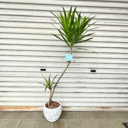 ⑩　オリーブの木souju　『ピクアル』　6号　最高等級極上品‼️ ⑪ オリーブの木souju 『ピクアル』 6号 最高等級極上品‼️