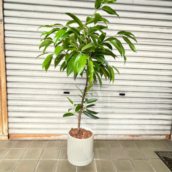 フィカス・アムステルダムキング 曲がり仕立て セラミック鉢入り 観葉植物 2枚目の画像