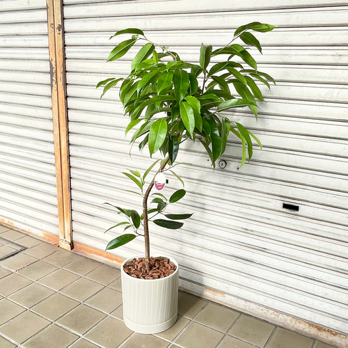 フィカス・アムステルダムキング 曲がり仕立て セラミック鉢入り 観葉