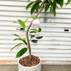 フィカス・アムステルダムキング 曲がり仕立て セラミック鉢入り 観葉植物 6枚目の画像