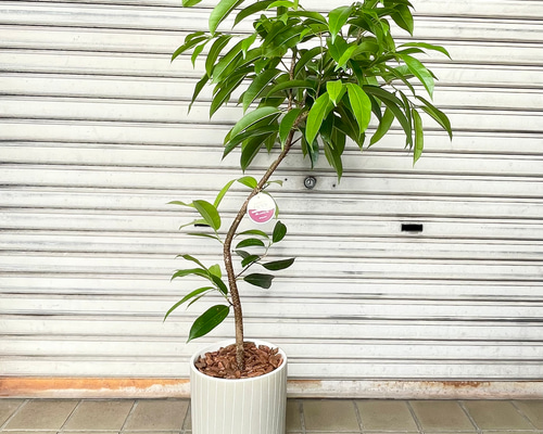 4b5f697d6c51419f8c9a7128bd6792