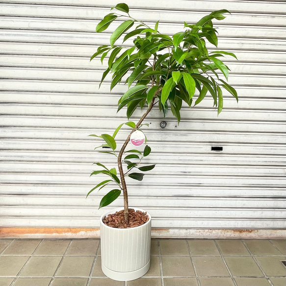 フィカス・アムステルダムキング 曲がり仕立て セラミック鉢入り 観葉植物 1枚目の画像