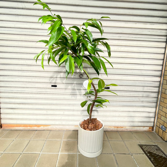 フィカス・アムステルダムキング 曲がり仕立て セラミック鉢入り 観葉植物 3枚目の画像