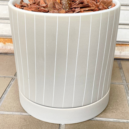 フィカス・アムステルダムキング 曲がり仕立て セラミック鉢入り 観葉