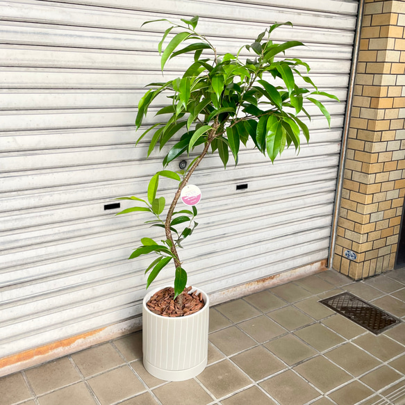 フィカス・アムステルダムキング 曲がり仕立て セラミック鉢入り 観葉植物 4枚目の画像