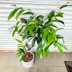 フィカス・アムステルダムキング 曲がり仕立て セラミック鉢入り 観葉植物 7枚目の画像