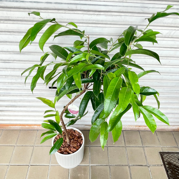 フィカス・アムステルダムキング 曲がり仕立て セラミック鉢入り 観葉植物 7枚目の画像