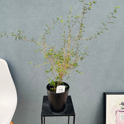 現品］【希少】5番 モンステラ 幹上がり 8号 観葉植物 室内 大型