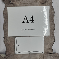 ワニ革 クロコ 半艶マット  グレージュ　No.C008893 8枚目の画像