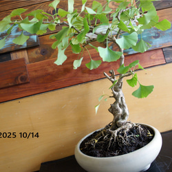 盆栽 『真柏』 松 和風 インテリア 園芸 ガーデニング おしゃれ