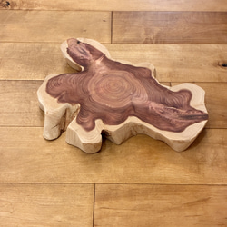 カイヅカイブキ　No.1437 1枚目の画像